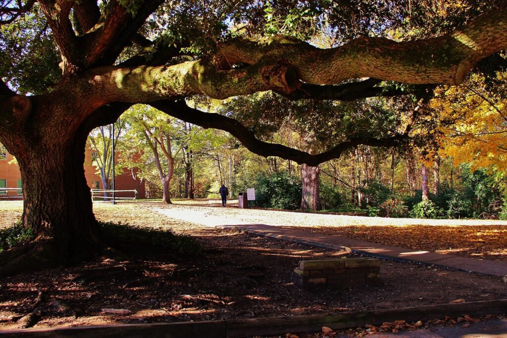 Fall under a large Live Oak in UNC Charlotte NC